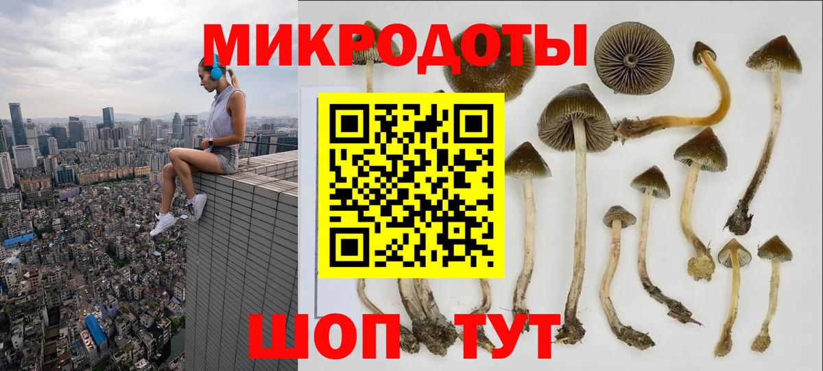 Псилоцибиновые грибы Psilocybe Смоленск